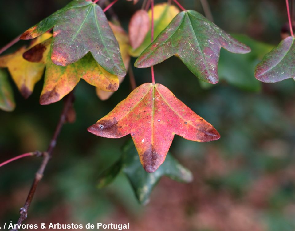 páginas superiores de zêlha, enguelgue, bordo-de-mompilher cores outonais - Acer monspessulanum