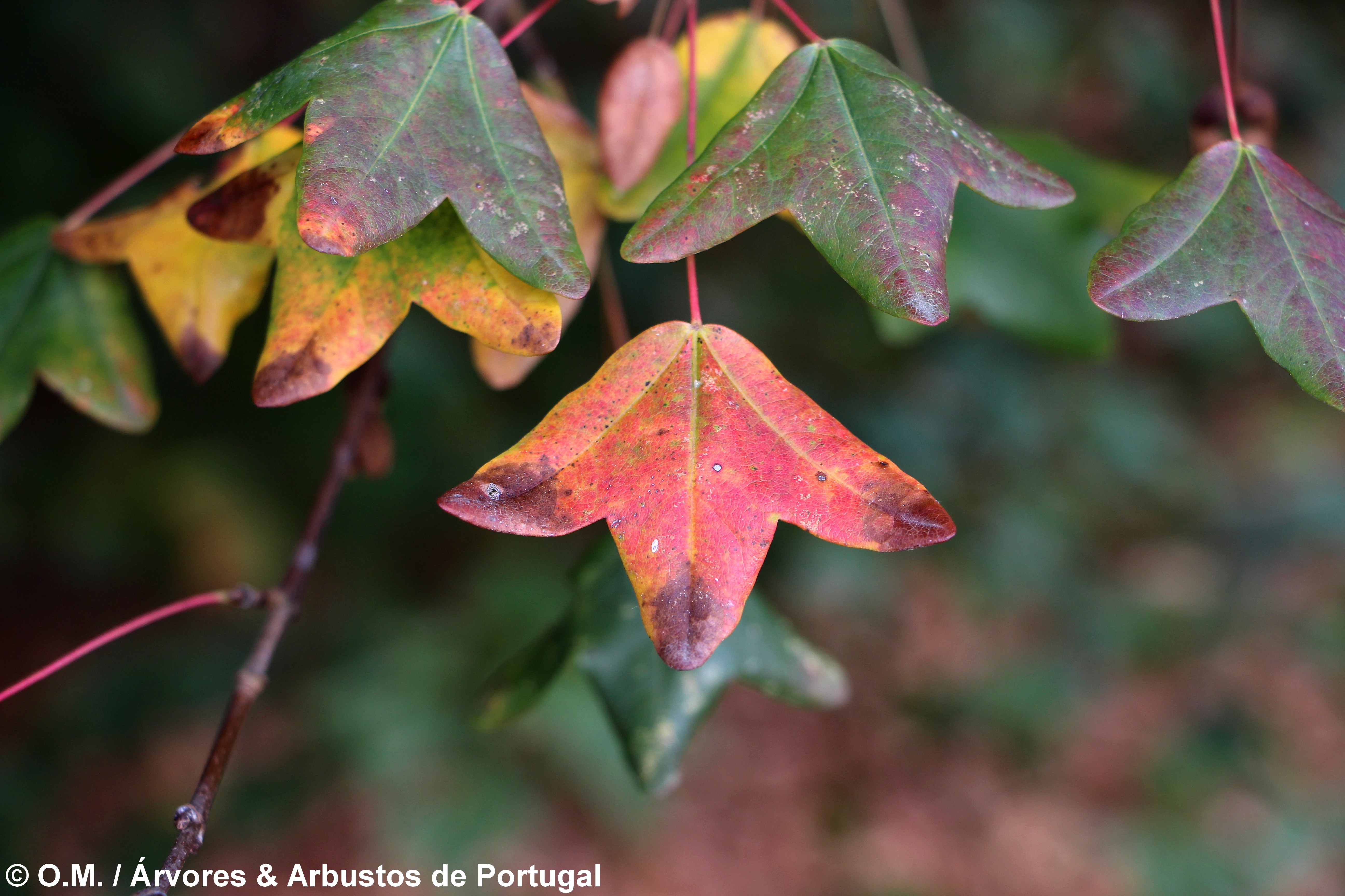 páginas superiores de zêlha, enguelgue, bordo-de-mompilher cores outonais - Acer monspessulanum