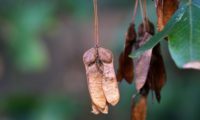 dissâmaras, ou frutos maduros de zêlha, enguelgue, bordo-de-mompilher - Acer monspessulanum