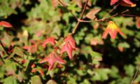 páginas superiores de zêlha, enguelgue, bordo-de-mompilher - Acer monspessulanum