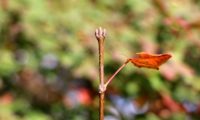 gomos, gemas terminais e axilares de zêlha, enguelgue, bordo-de-mompilher - Acer monspessulanum