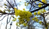 inflorescência de bordo-da-noruega, ácer-plátano - Acer platanoides