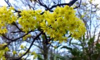 flores de bordo-da-noruega, ácer-da-noruega, ácer-plátano - Acer platanoides