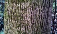 aspecto do tronco de bordo-da-noruega, ácer-da-noruega - Acer platanoides