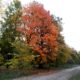 magnífico hábito outonal de bordo-da-noruega, ácer-da-noruega, ácer-plátano - Acer platanoides
