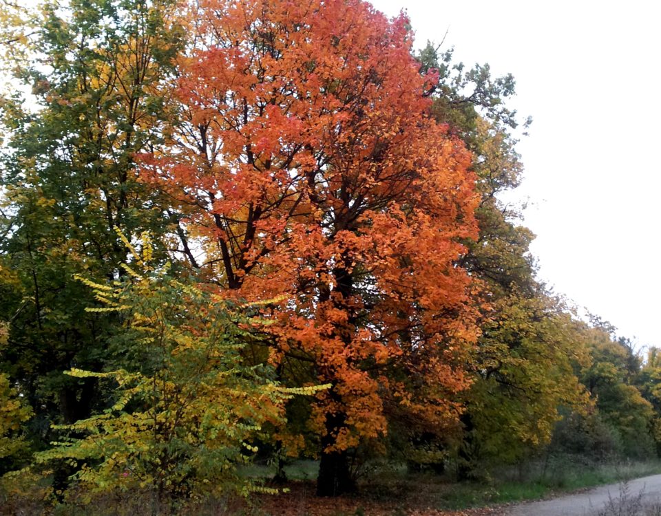 magnífico hábito outonal de bordo-da-noruega, ácer-da-noruega, ácer-plátano - Acer platanoides