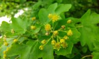 flores com estames e discos nectaríferos visíveis de bordo-comum, ácer-comum, ácer-menor, ácer-silvestre - Acer campestre