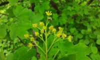 corimbo erecto de flores amarelas de bordo-comum, ácer-comum, ácer-menor, ácer-silvestre - Acer campestre