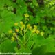 corimbo erecto de flores amarelas de bordo-comum, ácer-comum, ácer-menor, ácer-silvestre - Acer campestre