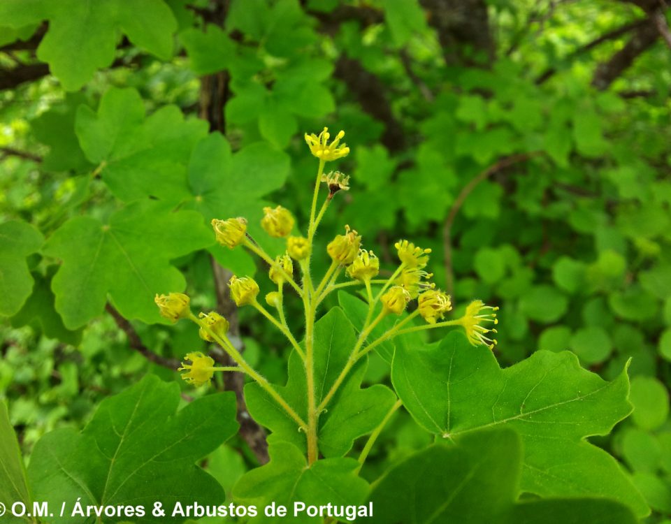 corimbo erecto de flores amarelas de bordo-comum, ácer-comum, ácer-menor, ácer-silvestre - Acer campestre