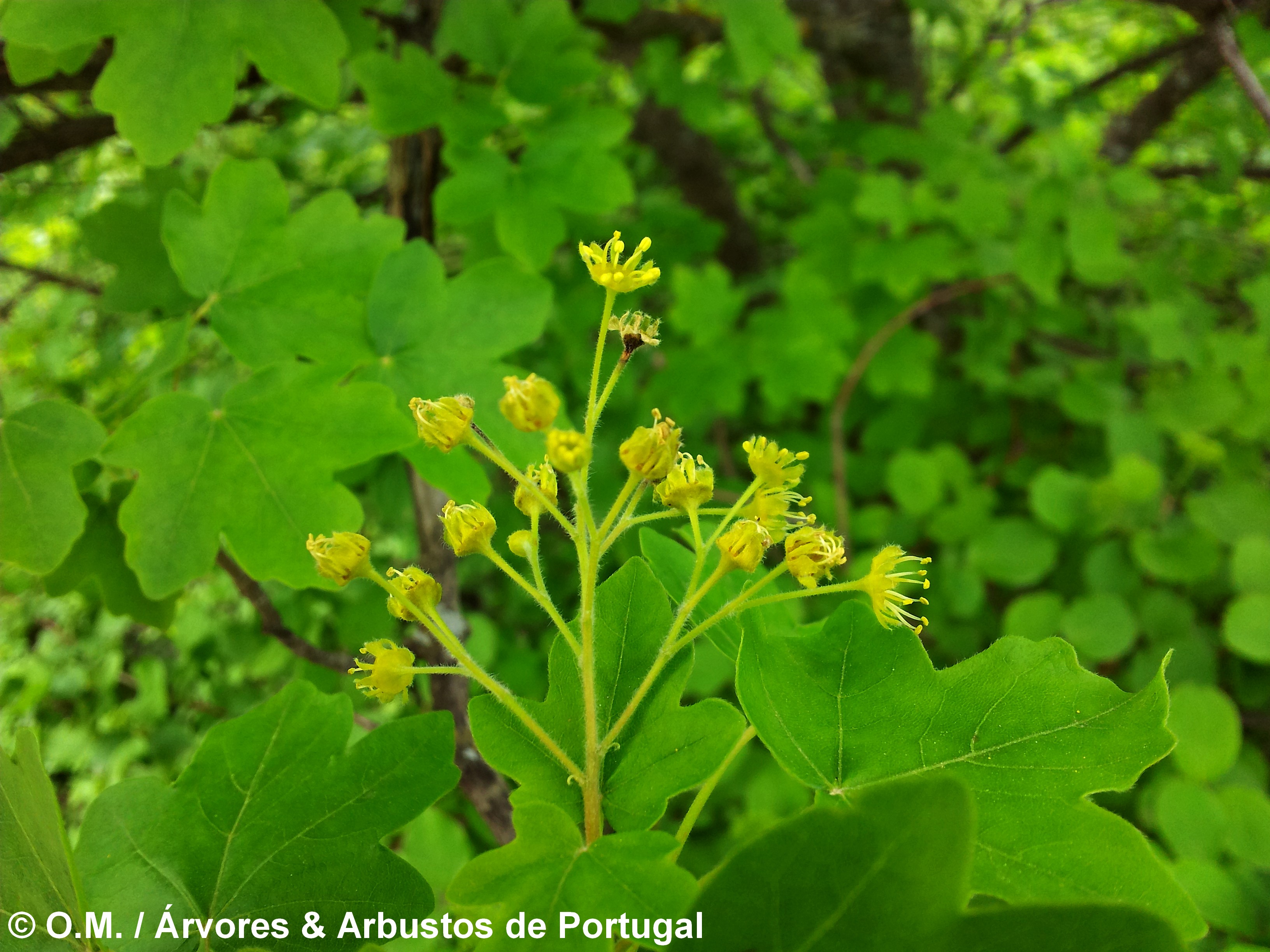 corimbo erecto de flores amarelas de bordo-comum, ácer-comum, ácer-menor, ácer-silvestre - Acer campestre