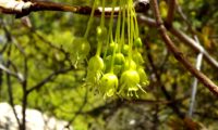 inflorescências amarelada, pendentes de bordo-de-granada - Acer opalus