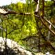 inflorescências amarelada, pendentes de bordo-de-granada - Acer opalus