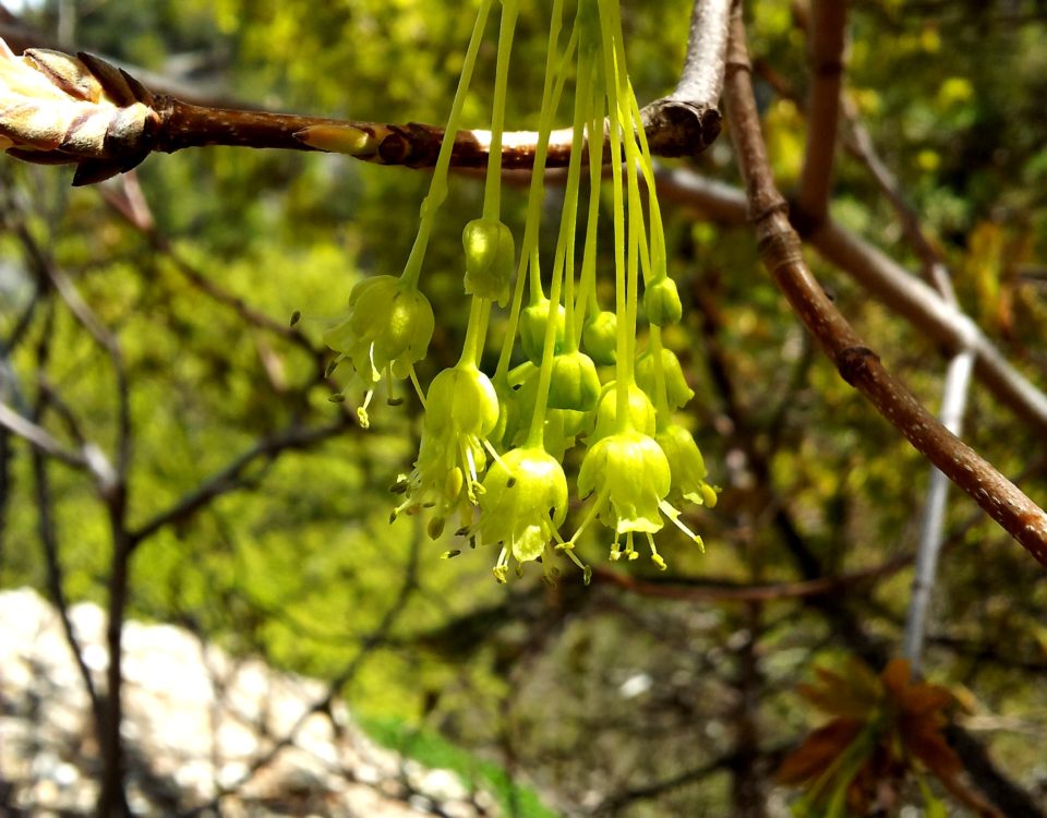 inflorescências amarelada, pendentes de bordo-de-granada - Acer opalus