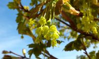 flores verde-amarelo de bordo-de-granada - Acer opalus