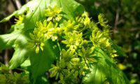 flores e folheação de bordo-da-noruega - Acer platanoides