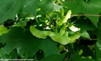 sâmaras de bordo-da-noruega, ácer-da-noruega, ácer-plátano - Acer platanoides