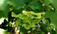 sâmaras imaturas de bordo-da-noruega, ácer-da-noruega, ácer-plátano - Acer platanoides