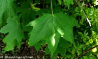 página superior de bordo-da-noruega, ácer-da-noruega, ácer-plátano, com os característicos lobos agudos - Acer platanoides