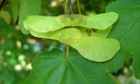 sâmaras imaturas de bordo-comum, ácer-comum, ácer-menor, ácer-silvestre - Acer campestre