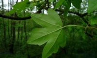 página inferior, verde pálido de bordo-comum, ácer-comum, ácer-menor, ácer-silvestre - Acer campestre