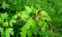 páginas superiores primaveris de bordo-comum, ácer-comum, ácer-menor, ácer-silvestre - Acer campestre