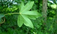 página inferior com nervuras salientes de bordo-comum, ácer-comum, ácer-menor, ácer-silvestre - Acer campestre