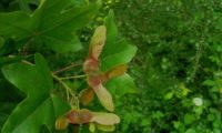 dissâmaras com asas avermelhadas de bordo-comum, ácer-menor - Acer campestre