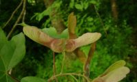 sâmaras de bordo-comum, ácer-comum, ácer-comum, ácer-menor, ácer-silvestre - Acer campestre