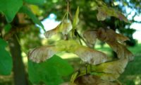 sâmaras em maturidade de bordo-comum, ácer-comum, ácer-menor, ácer-silvestre - Acer campestre