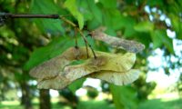 sâmaras maduras de bordo-comum, ácer-comum, ácer-menor, ácer-silvestre - Acer campestre