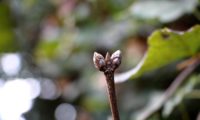 gemas providas de escamas orladas de castanho, de bordo-de-granada - Acer opalus