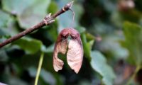 sâmara de bordo-de-granada com asas quase paralelas - Acer opalus