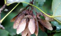 grupo de sâmaras de bordo-de-granada - Acer opalus