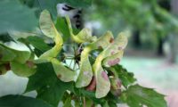 sâmaras de bordo-da-noruega, ácer-da-noruega, ácer-plátano - Acer platanoides