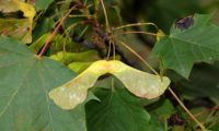 sâmara imatura de bordo-da-noruega, ácer-da-noruega, ácer-plátano - Acer platanoides