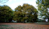 hábito outonal de bordo-comum, ácer-comum, ácer-menor, ácer-silvestre - Acer campestre