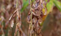 cachos de sâmaras de bordo-negundo - Acer negundo