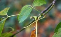 gomos pubescentes, pequenos, com dois a três pares de escamas, brancos ou algo cinzento-claro de bordo-negundo - Acer negundo