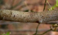 ramo cinzento com lenticelas de bordo-negundo - Acer negundo