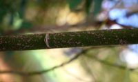 raminhos verdes com lenticelas e nós bem marcados de bordo-negundo - Acer negundo