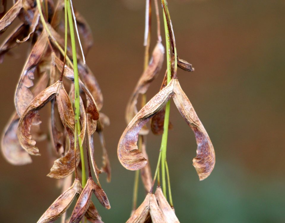 sâmaras de bordo-negundo - Acer negundo