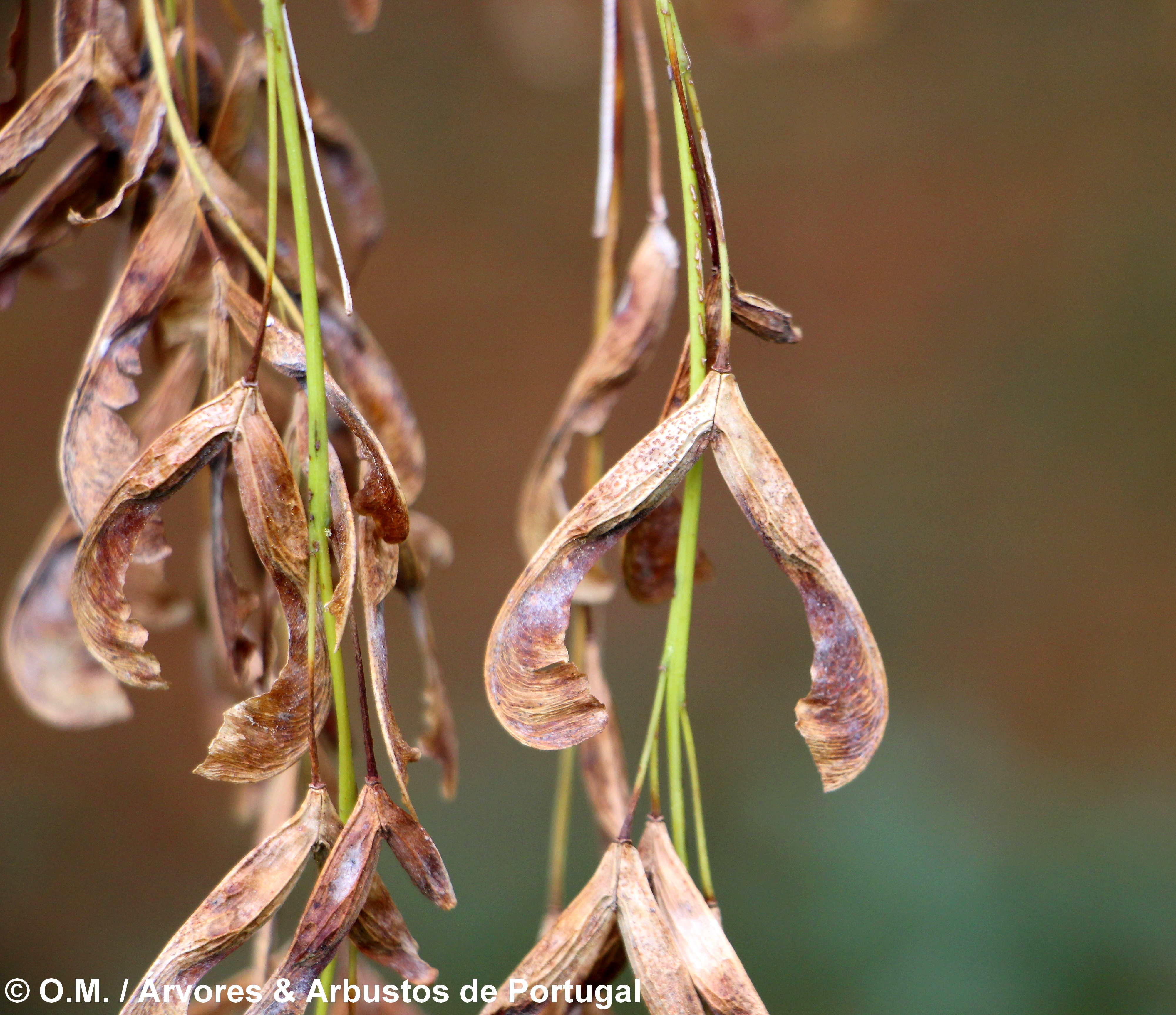 sâmaras de bordo-negundo - Acer negundo