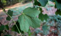 página inferior de bordo-de-granada com 3 lóbulos e pubescência - Acer opalus