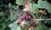 sâmaras maduras e folhas de bordo-de-granada - Acer opalus