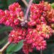 inflorescências masculinas purpúreo-amareladas da aroeira - Pistacia lenticus