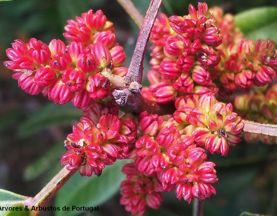 inflorescências masculinas purpúreo-amareladas da aroeira - Pistacia lenticus