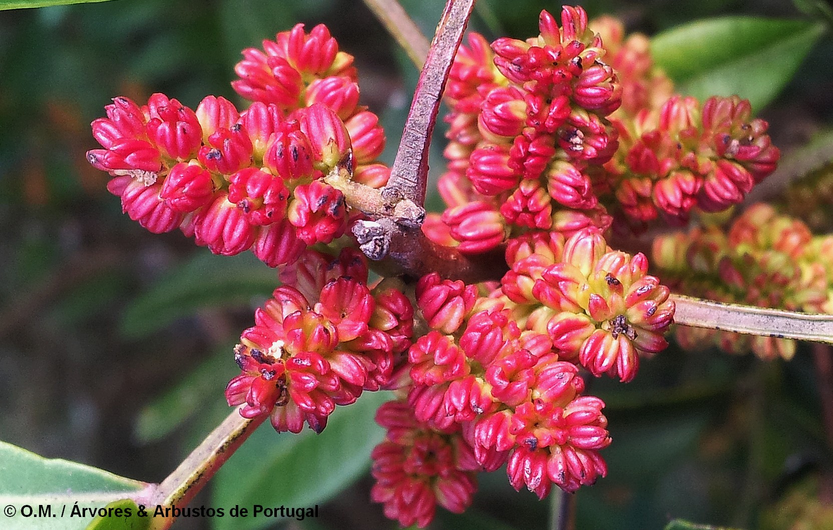 inflorescências masculinas purpúreo-amareladas da aroeira - Pistacia lenticus