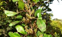 flores masculinas abortadas de aroeira - Pistacia lenticus