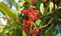 cachos de flores masculinas de aroeira - Pistacia lenticus